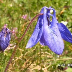 Photographie n°207462 du taxon Aquilegia vulgaris L. [1753]