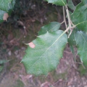 Photographie n°207478 du taxon Quercus ilex L. [1753]