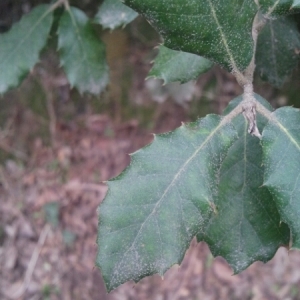 Photographie n°207479 du taxon Quercus ilex L. [1753]