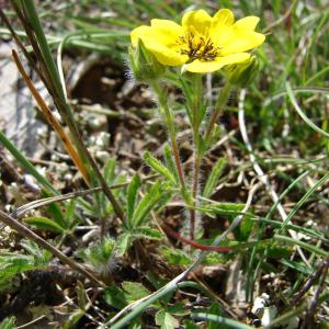 Photographie n°207498 du taxon Potentilla hirta L. [1753]