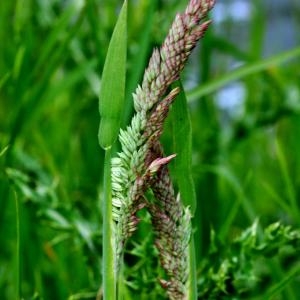 Photographie n°207520 du taxon Holcus lanatus L. [1753]