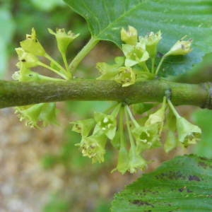 Rhamnus alpina L. (Nerprun des Alpes)