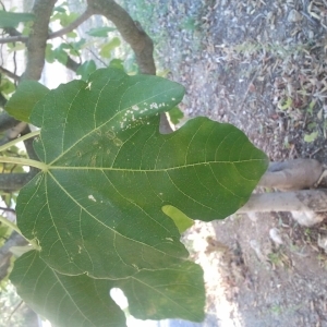 Photographie n°207611 du taxon Ficus carica L. [1753]