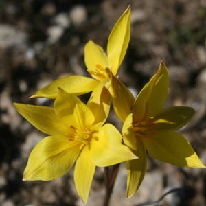Photographie n°207620 du taxon Tulipa sylvestris L.