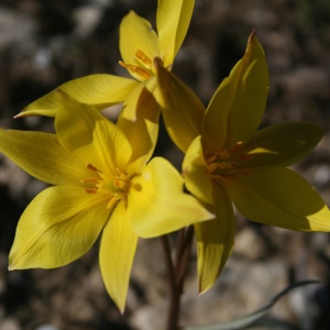 Photographie n°207621 du taxon Tulipa sylvestris L.