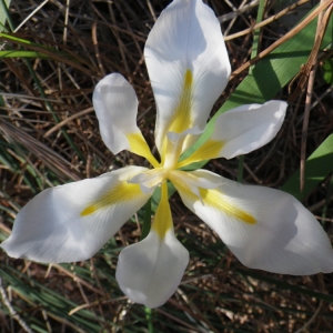 Photographie n°207622 du taxon Iris unguicularis Poir. [1789]