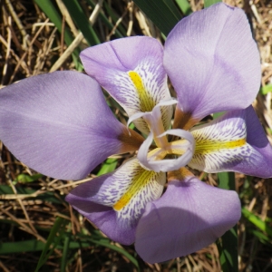 Photographie n°207623 du taxon Iris unguicularis Poir. [1789]