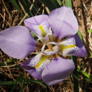 Photographie n°207624 du taxon Iris unguicularis Poir. [1789]