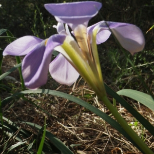 Photographie n°207625 du taxon Iris unguicularis Poir. [1789]