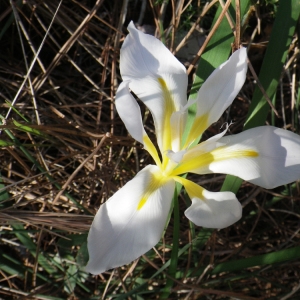 Photographie n°207627 du taxon Iris unguicularis Poir. [1789]