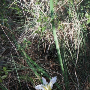 Photographie n°207628 du taxon Iris unguicularis Poir. [1789]