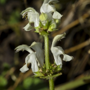 Photographie n°207631 du taxon Lamium album L.