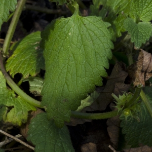 Photographie n°207633 du taxon Lamium album L.