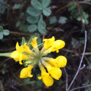 Photographie n°207658 du taxon Hippocrepis comosa L. [1753]