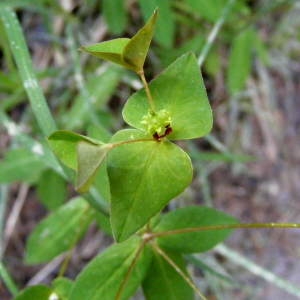  - Euphorbia dulcis L. [1753]