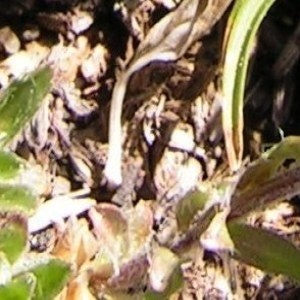 - Jasione crispa subsp. crispa