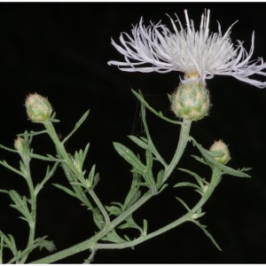  - Centaurea maculosa subsp. albida (Lecoq & Lamotte) Dostál [1976]