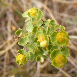 Photographie n°207726 du taxon Euphorbia seguieriana Neck. [1770]