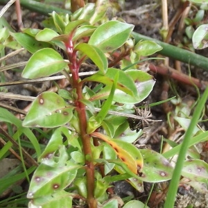 Photographie n°207727 du taxon Ludwigia palustris (L.) Elliott [1817]