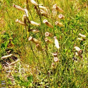 Photographie n°207734 du taxon Silene borderei Jord. [1866]