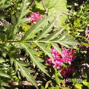  - Molopospermum peloponnesiacum subsp. peloponnesiacum