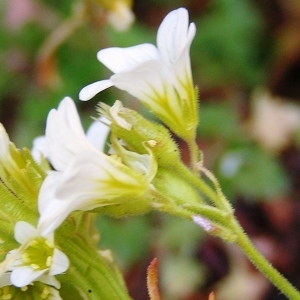  - Saxifraga geranioides L. [1755]