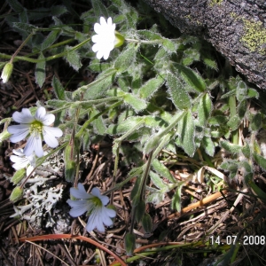 Cerastium alpinum var. nevadense Pau