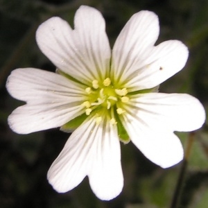  - Cerastium alpinum var. nevadense Pau [1909]