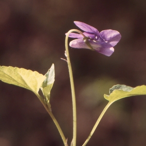 Photographie n°207799 du taxon Viola riviniana Rchb. [1823]