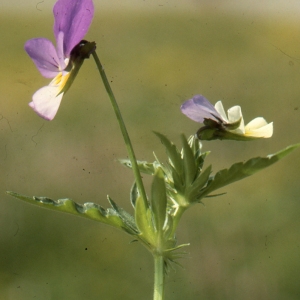 Photographie n°207800 du taxon Viola royanensis Châtenier [1885]