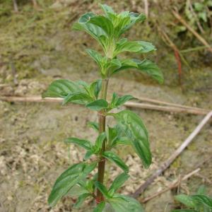 Photographie n°207810 du taxon Mentha pulegium L. [1753]