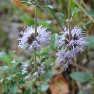 Photographie n°207812 du taxon Mentha pulegium L. [1753]