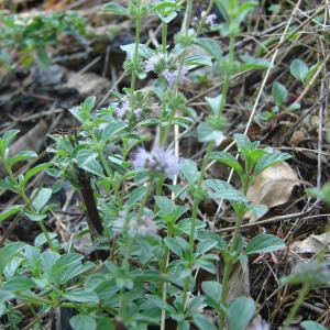 Photographie n°207813 du taxon Mentha pulegium L. [1753]