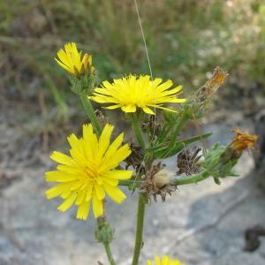 Photographie n°207818 du taxon Picris hieracioides L. [1753]