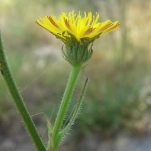 Photographie n°207819 du taxon Picris hieracioides L. [1753]