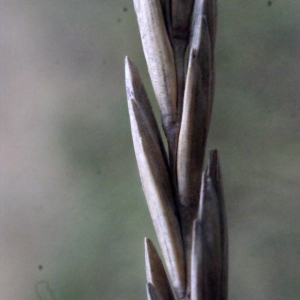 Photographie n°207842 du taxon Elytrigia acuta (DC.) Tzvelev [1973]