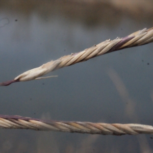 Spartina patens (Aiton) Muhl. (Spartine bigarrée)