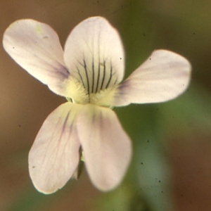 Viola jordanii Hanry (Violette de Jordan)