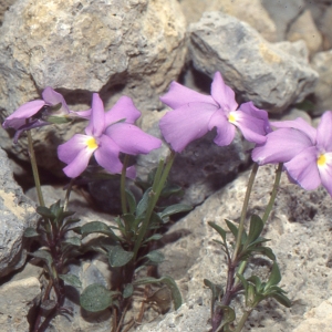 Photographie n°207879 du taxon Viola cenisia L. [1763]