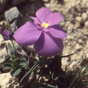 Photographie n°207880 du taxon Viola cenisia L. [1763]