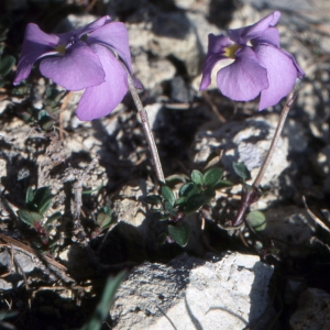 Photographie n°207882 du taxon Viola cenisia L. [1763]