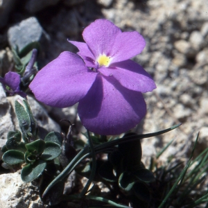 Photographie n°207884 du taxon Viola cenisia L. [1763]