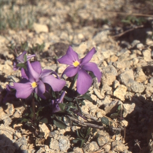 Photographie n°207886 du taxon Viola cenisia L. [1763]