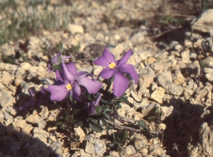 Liliane Roubaudi, le  5 juillet 2004 (Cervières)