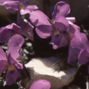 Photographie n°207892 du taxon Viola cenisia L. [1763]