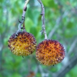 Photographie n°207903 du taxon Arbutus unedo L. [1753]