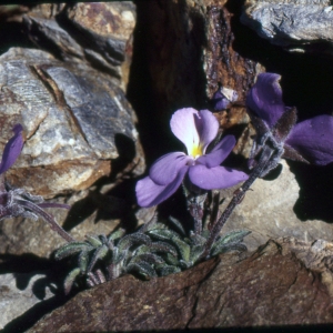  - Viola diversifolia (Ging.) W.Becker [1903]