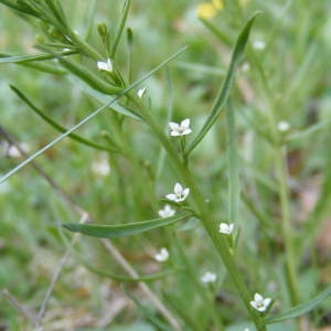 Photographie n°207915 du taxon Thesium alpinum L. [1753]