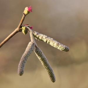 Corylus avellana L. [nn19097] par Gilles SALAMA le 10/01/2014 - Balma