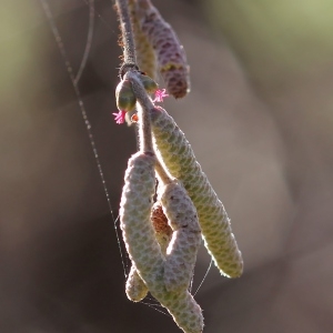 Photographie n°207923 du taxon Corylus avellana L.